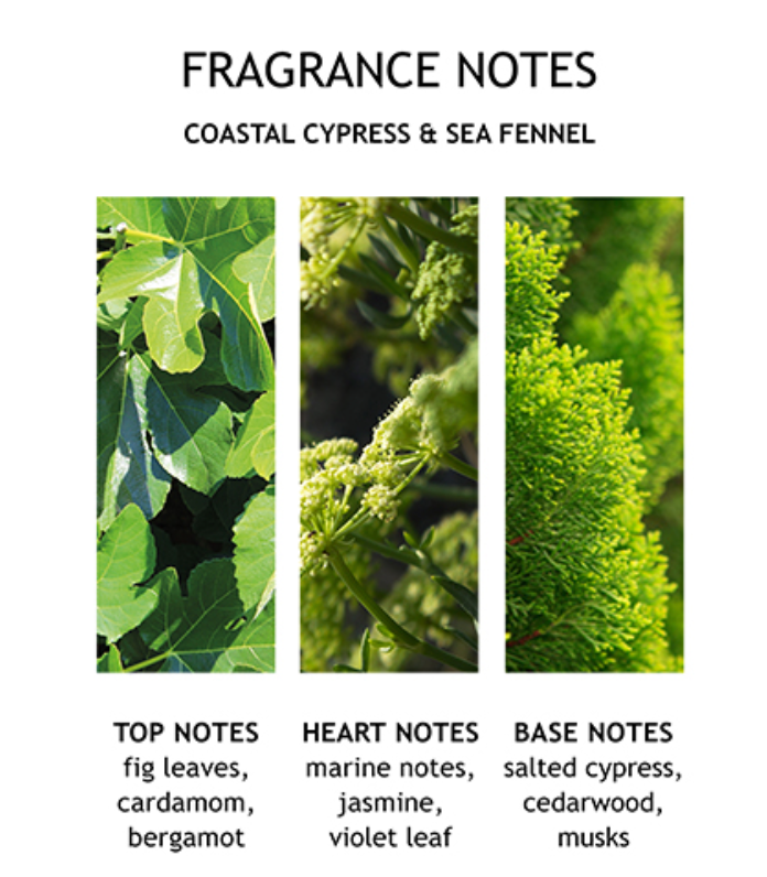 Image of Coastal cypress hand lotion